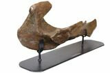 Triceratops Mandible (Lower Jaw) - Montana #113103-2